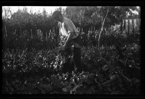 Grand-père de Marc Bry, Gustave Chevalier, dans son jardin, le 9 septembre 1935