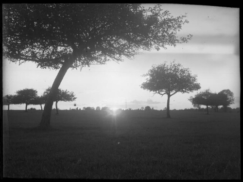 Paysage de campagne : coucher de soleil sur un champ arboré