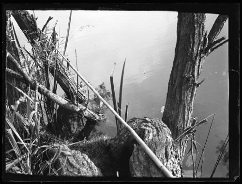 Canne à pêche en appui sur les branches d'un arbre