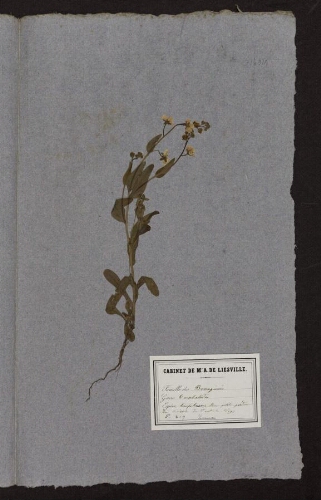 Omphalodes  linifolia