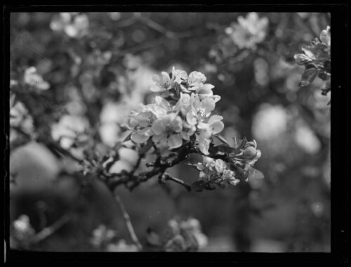 Printemps : branche de pommier au mois de mai au lieu-dit « Le Gué »  à Essay (Orne), le 4 mai 1930