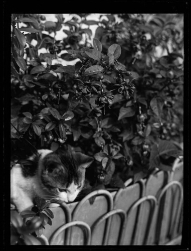 Chat sortant d'un bosquet de fleurs près d'une petite barrière de jardin