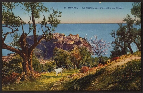 Monaco - Le Rocher, vue prise entre les oliviers 