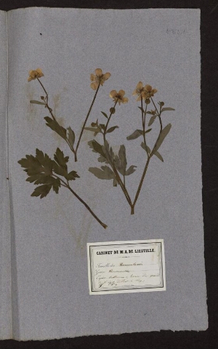 Ranunculus  bulbosus