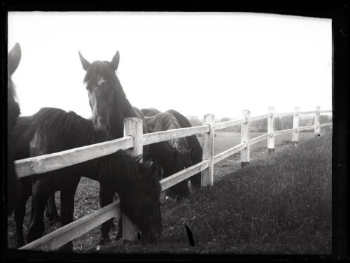 Chevaux dans un champ, près d'une barrière en bois