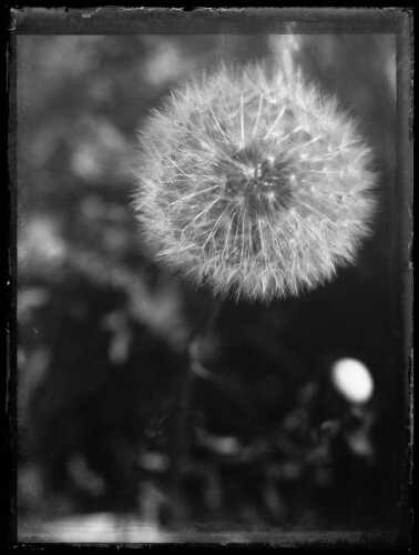 Gros plan sur une fleur de pissenlit