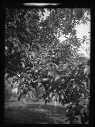 Gros plan sur une branche de pommier chargée de pommes au lieu-dit « Le Gué »  à Essay (Orne), le 26 octobre 1930