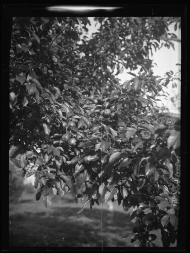 Gros plan sur une branche de pommier chargée de pommes au lieu-dit « Le Gué »  à Essay (Orne), le 26 octobre 1930