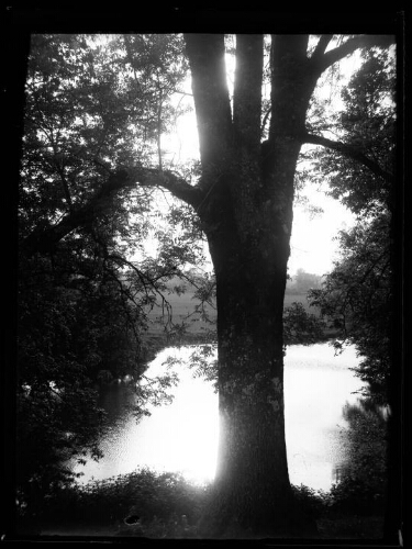 Paysage : reflet de l'arbre sur l'eau