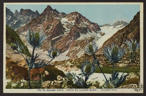 Prè de madame Carle - Chute du glacier blanc - Chardons bleus 