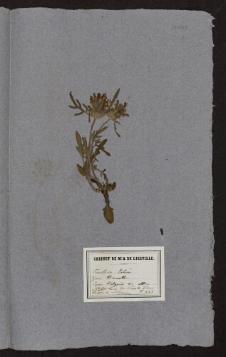 Prunella  vulgaris v. alta