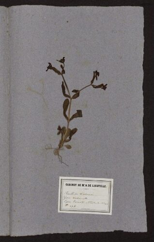 Valerianella carinata