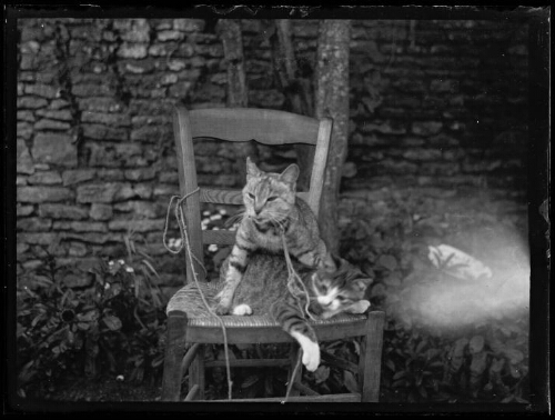 "La grise" avec son petit chat, le 3 août 1929