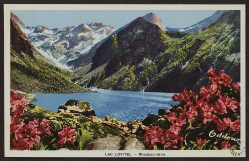 Lac Lovitel - Rhododendron