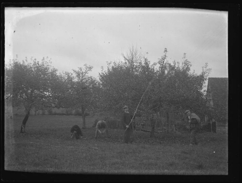 Scène de cueillette des pommes avec Gustave Chevalier, le grand-père de Marc Bry, et trois autres personnes