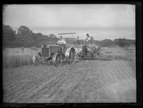 Scène de moisson : un homme conduit un tracteur Austin qui tracte une moissonneuse-lieuse dans un champ de blé, le 1er août 1929