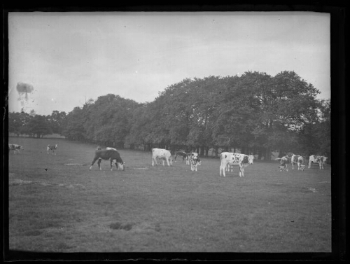 Troupeau de vaches normandes dans le parc du château de Louvagny, le 1er août 1929