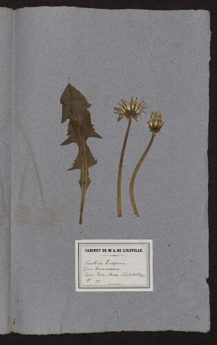 Tarascocum dens-leonis