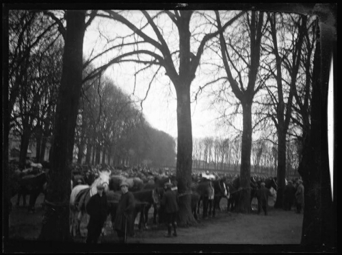 Alençon (Orne) : marché aux chevaux au champ de foire de l'espace de la Pyramide, le 1er février 1930