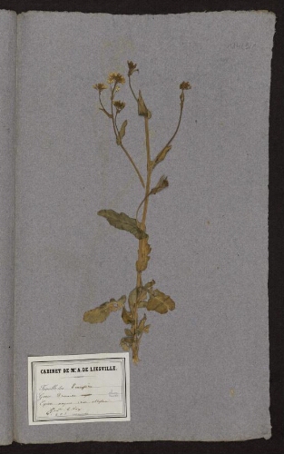 Brossica  napus variété oleifera