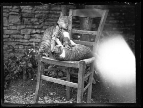 "La grise" jouant avec son chaton, le 3 août 1929