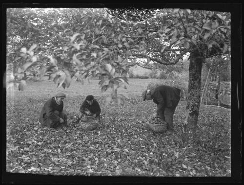 Scène de ramassage des pommes avec Gustave et Augustine Chevalier, les grands-parents de Marc Bry