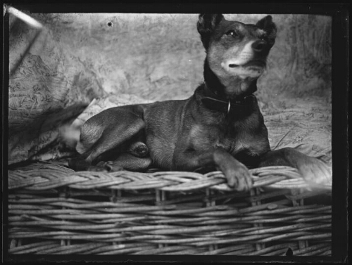 Kiki, le chien adopté par Mr Aubry, couché dans son panier, le 11 juillet 1929