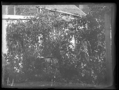 Tonnelle de vigne vierge devant une maison ; un tonneau en bois est posé derrière la haie