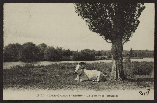 Chemiré-le-Gaudin (Sarthe) - La Sarthe à Thévalles 