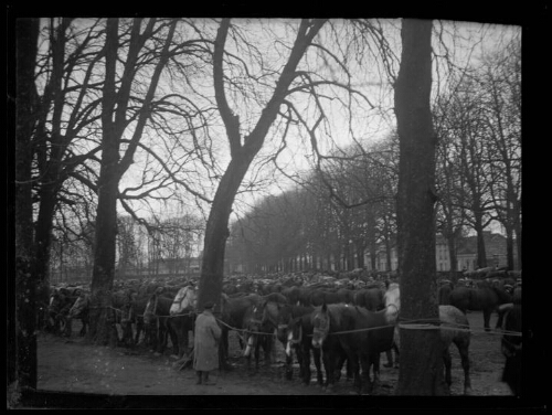Alençon (Orne) : marché aux chevaux au champ de foire de l'espace de la Pyramide, le 1er février 1930