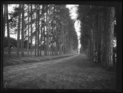 Bursard (Orne) : Marc Bry avec un livre dans l'allée du Bois-Roussel, le 8 septembre 1929