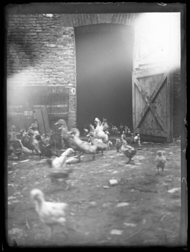 Scène rurale : cannes, canards et cannetons sortant par la porte d'une grange