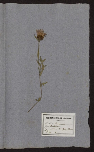 Centaurea jacea v. vulgaris